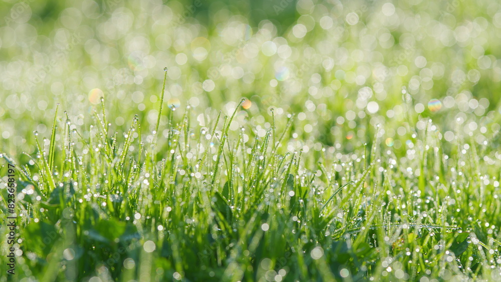 Morning Rays Of Sun And Wet Green Grass With Dew. Sparkling Morning Dew On Green Grass. Pan.