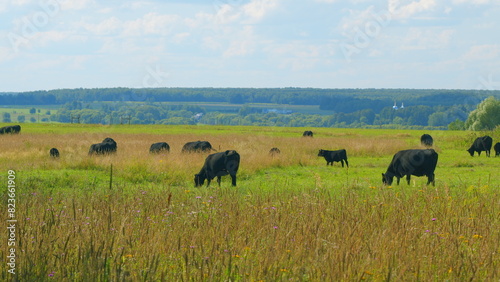 Black Cow Walking And Eating Grass On Green Meadow. Cow Grazing On Pasture In Summer Day.