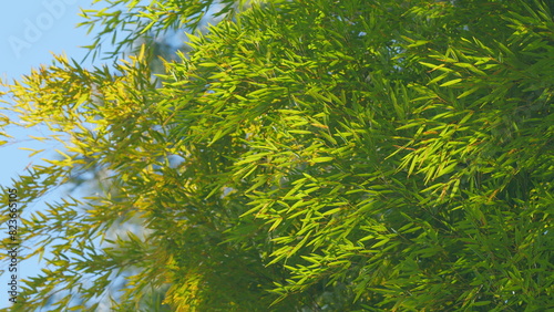 Green Bamboo Leafs Against Sunlight With Blue Sky Background. Pleioblastus Viridistriatus. Still. photo