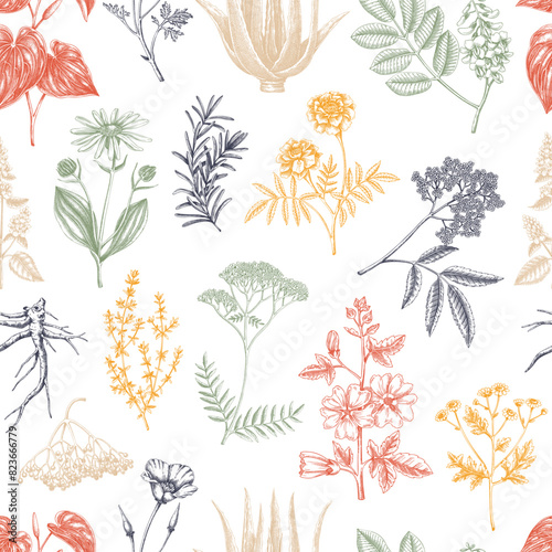 Apothecary plant background. Medicinal herbs seamless pattern. Herbal remedies, natural medicine, Healing plants sketches. Hand-drawn vector illustration.NOT AI genereted