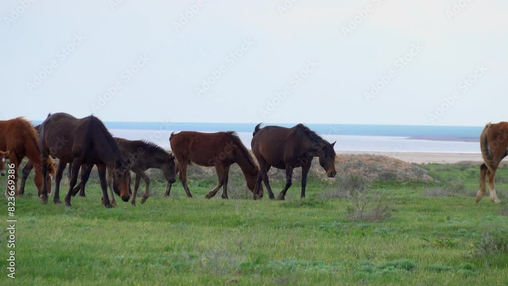 A group of wild horses grazing peacefully in an open green pasture near the sea under a clear sky. Serene and natural environment. A group of wild horses grazing peacefully in an open green pasture near the sea under a clear sky. Serene and natural environment.