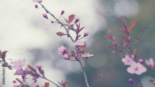 Floral Gentle Art Background. Plum Blossoming. Pink Blossom Flower In Spring Time.