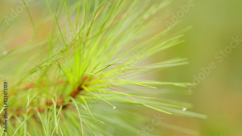 Branch Of A Coniferous Tree With Raindrops. Branch Of A Coniferous Tree With Drops Of Water. Close up.