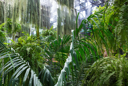 Lush green tropical vegetation in a flower greenhouse. Close-up of palm leaves and ferns under Spanish moss. Nature tropical background. Looks like a jungle or rainforest