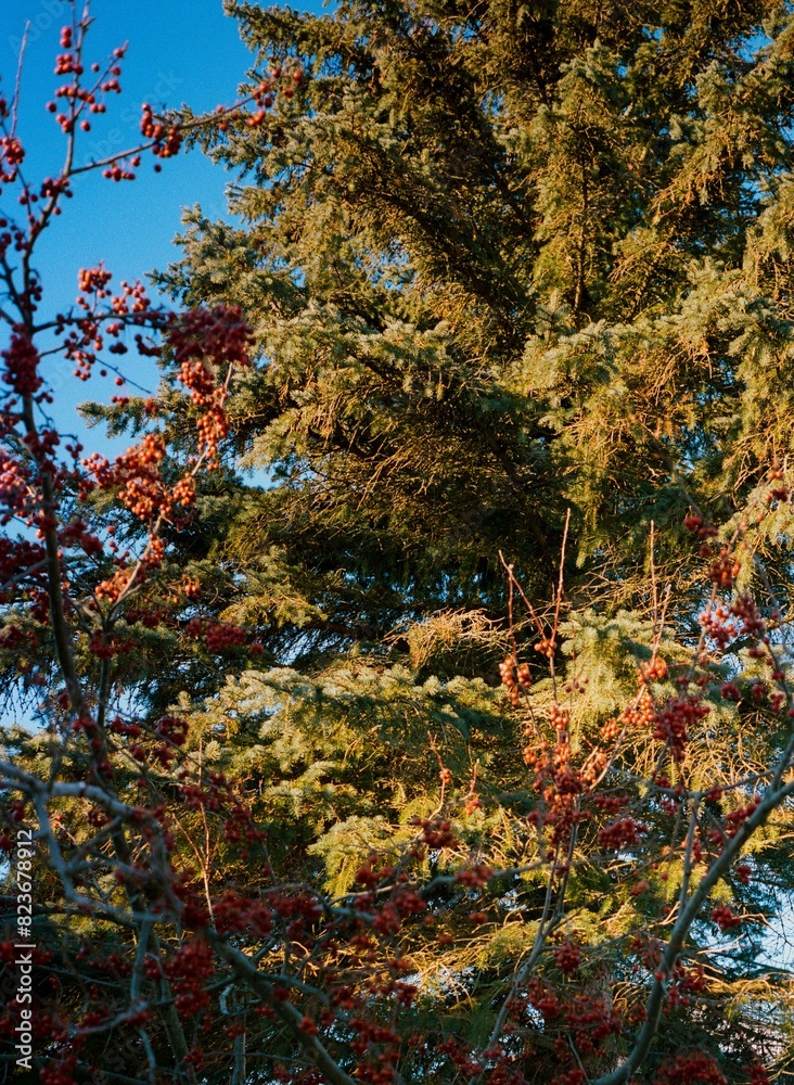 autumn trees in the park