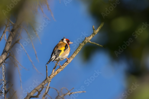 European Goldfinch perched on a branch in spring light