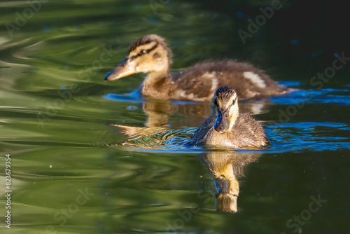 ducklings swimming on the surface of a pond in the morning light