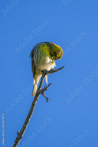 European Serin grooming itself perched on top of a tree