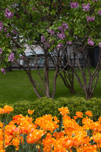 lilac trees in a lilac garden. Cultivation of various breeding lilac bushes, lush clusters of lilacs