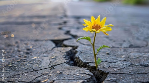 resilient small flower growing through cracked asphalt street symbolizing hope and perseverance © Bijac