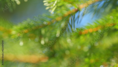 Needles On Branches. Dew Drops On Spruce Needles. Spruce Branches With Lots Of Needles With Drops Of Water. Bokeh. Out of focus.