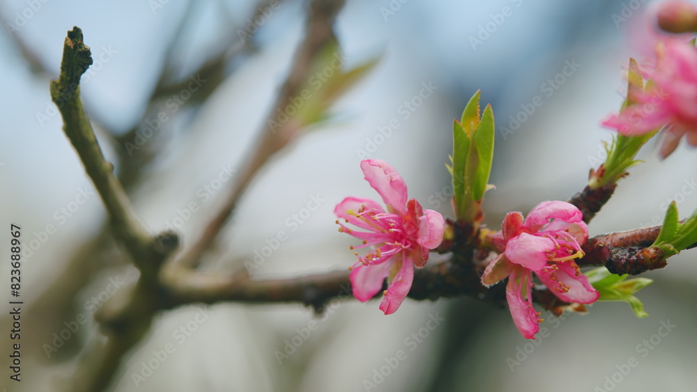 Pink Apricot Blossom On Blue Blurry Background. Pink Flowers Spring Landscape With Blooming Pink Tree. Close up.