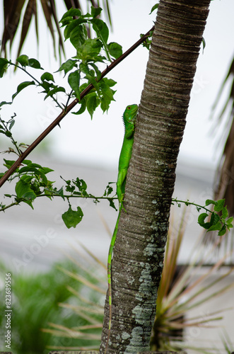 iguanna on a palm tree, portrait photo