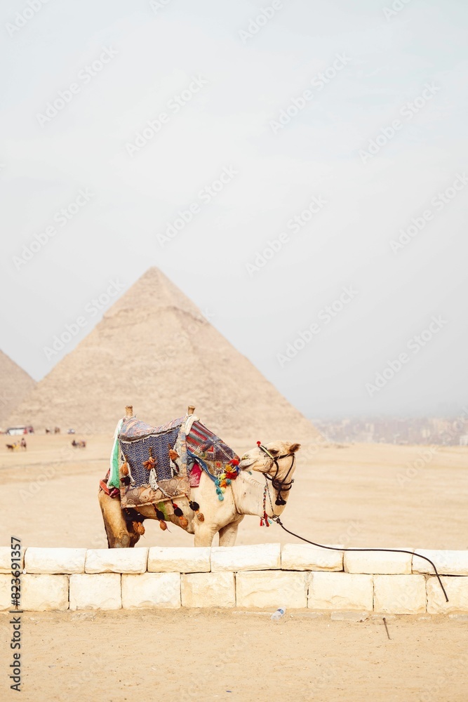 Fototapeta premium Camel and pyramids of Giza near desert wall