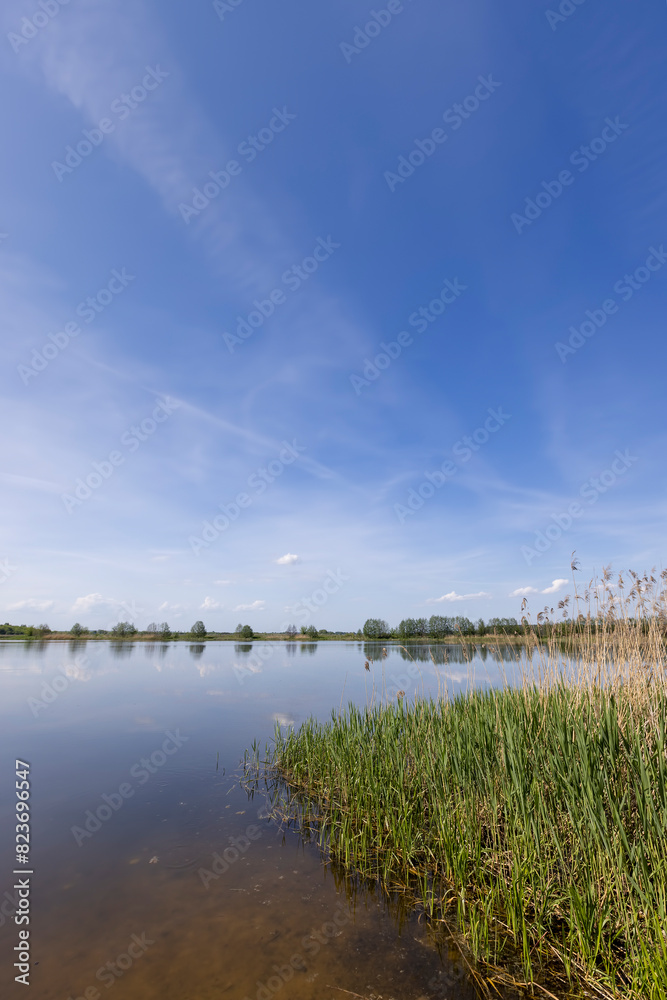 Fototapeta premium deciduous trees growing on the riverbank
