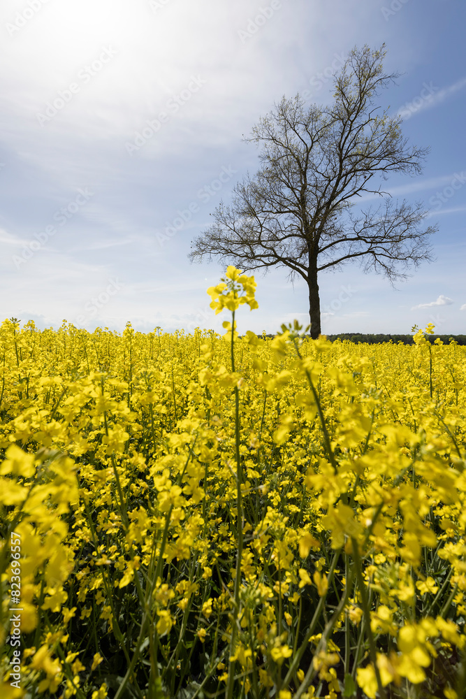 Obraz premium a tall tree growing in a rapeseed field