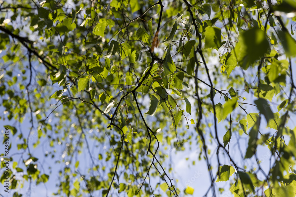 birch foliage in the spring season birch foliage in the spring season