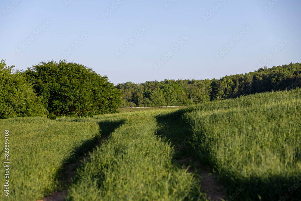 Obraz premium the first spikelets of wheat in windy weather in rural areas