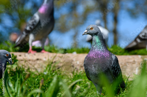 A flock of city Pigeon's feeding, living and breeding in communities. Bright iridescent, colourful plumage, 