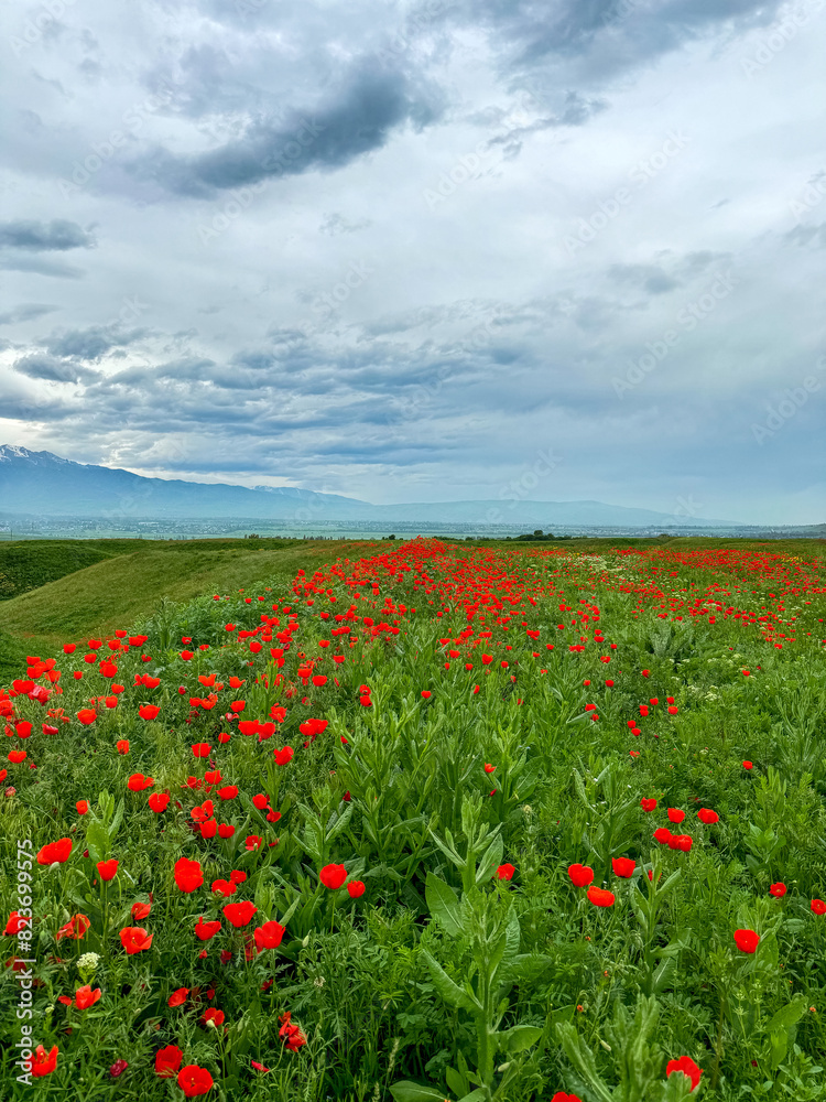 Beautiful flowers of red poppies in the mountains. Spring landscape Beautiful flowers of red poppies in the mountains. Spring landscape