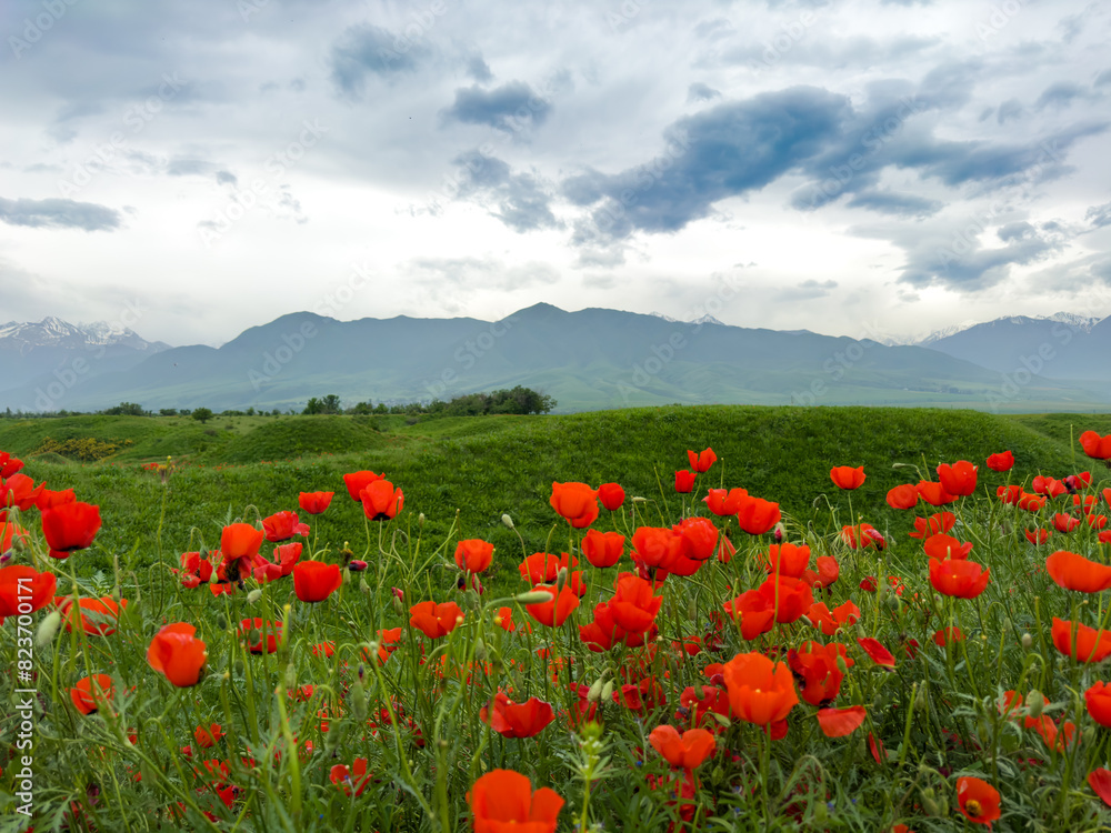 Poppy field in the mountains against a dramatic sky. Kyrgyzstan. Natural landscape Poppy field in the mountains against a dramatic sky. Kyrgyzstan. Natural landscape