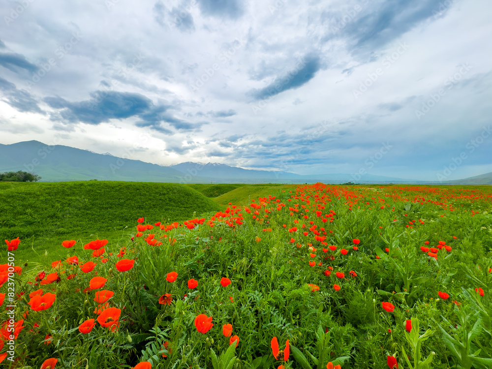 Poppy field in the mountains against a dramatic sky. Kyrgyzstan. Natural landscape Poppy field in the mountains against a dramatic sky. Kyrgyzstan. Natural landscape