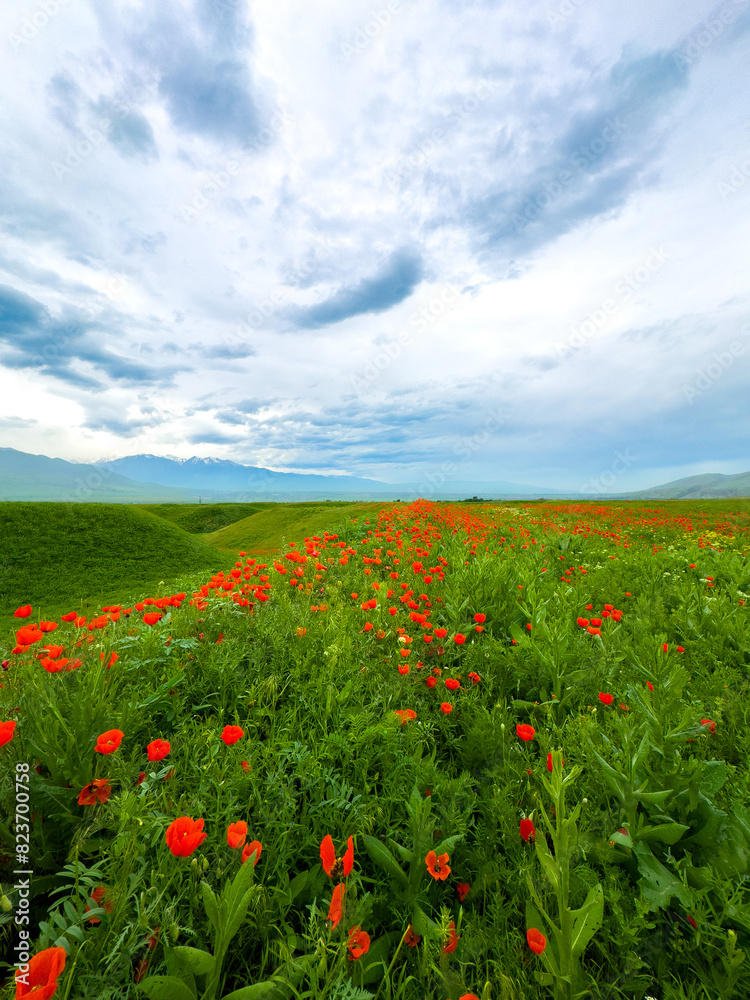 Beautiful flowers of red poppies in the mountains. Spring landscape Beautiful flowers of red poppies in the mountains. Spring landscape