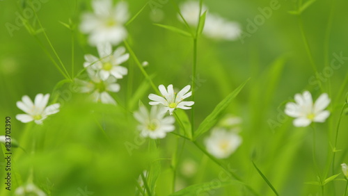 Wild flowers, stellaria holostea swinging in the wing at the natural environment. Macro view. photo