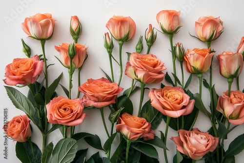 Arrangement of flower bouquets on white background photo