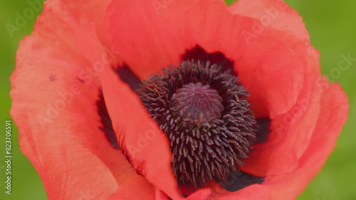 Pseudo-oriental poppy or papaver pseudo-orientale in field. Papaver orientale Allegro. Close up.