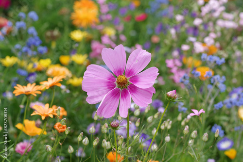 Die hübsche Blüte eines pinkfarbenen Schmuckkörbchens steht in der Mitte einer bunten Blumenwiese photo