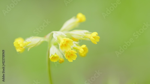 Yellow flowers of cowslip primrose, primula veris. Family - primulaceae. Close up. photo