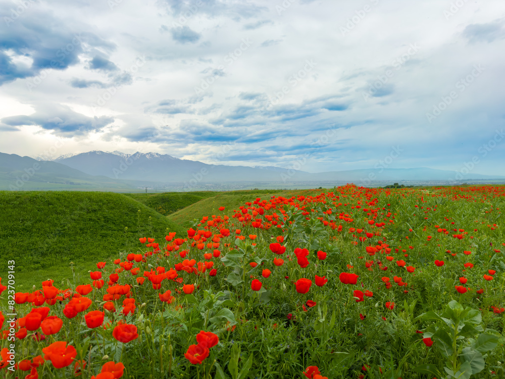 Beautiful flowers of red poppies in the mountains. Spring landscape Beautiful flowers of red poppies in the mountains. Spring landscape