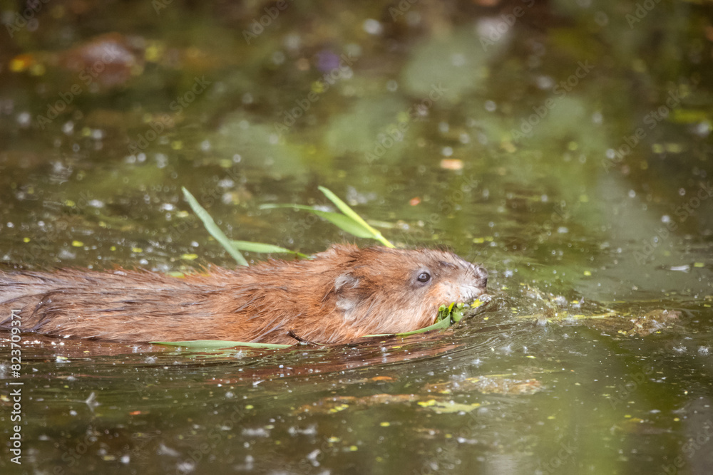 A muskrat holds a green plant in its mouth and swims in the calm green water perpendicular to the camera lens on a sunny spring day. A muskrat holds a green plant in its mouth and swims in the calm green water perpendicular to the camera lens on a sunny spring day.