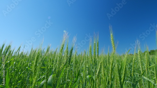 Beautiful blue sky. Green wheat field, ears of wheat swaying from gentle wind. Low anlgle view. Grain harvest ripens in summer.