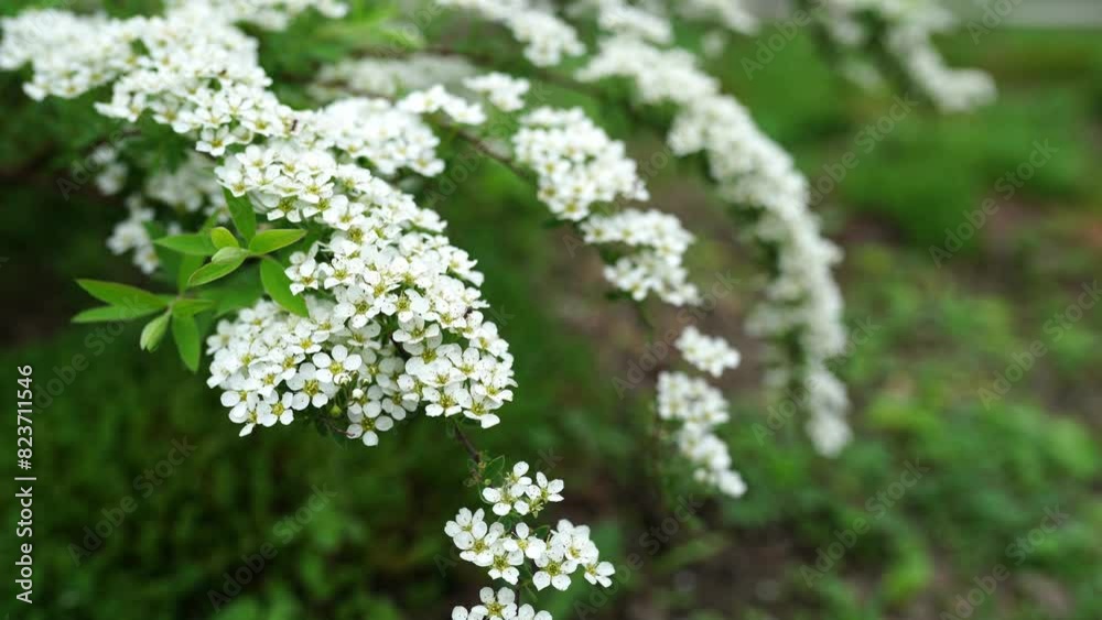White buds and flowers on the branches of the Spirea shrub. White buds and flowers on the branches of the Spirea shrub.