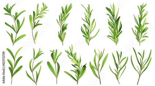 Collection of fresh rosemary sprigs isolated on white background for culinary use