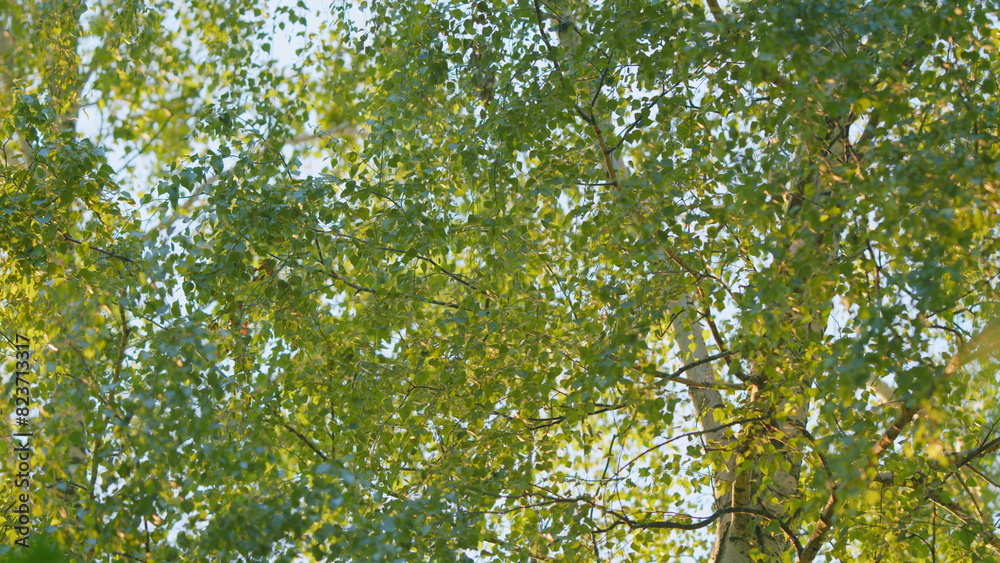 Summer background with birch leaves on a tree during sunset. Autumn background. Summer background with birch leaves on a tree during sunset. Autumn background.
