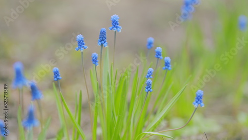 Muscari armeniacum plant with blue flowers. Strong blue grape hyacinth blooms in morning light. Pan.