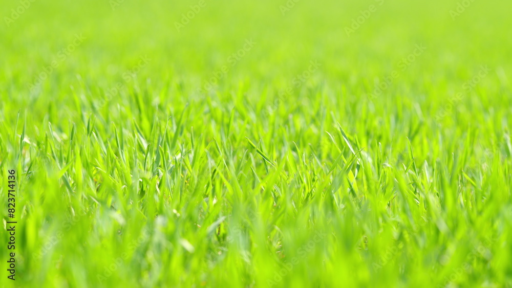 Green grass moving in wind. Background of bright green grass. Selective focus.