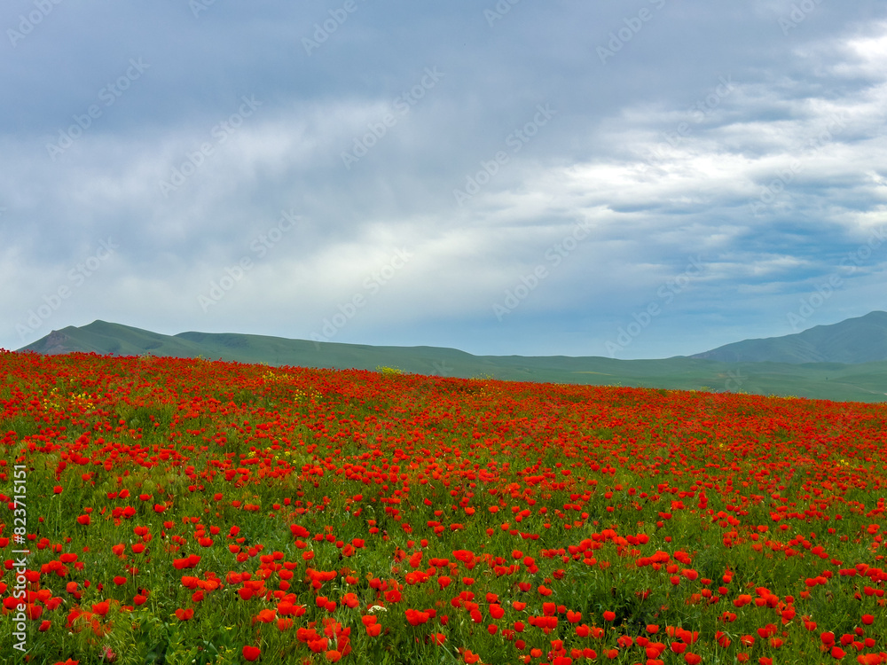Beautiful flowers of red poppies in the mountains. Spring landscape Beautiful flowers of red poppies in the mountains. Spring landscape