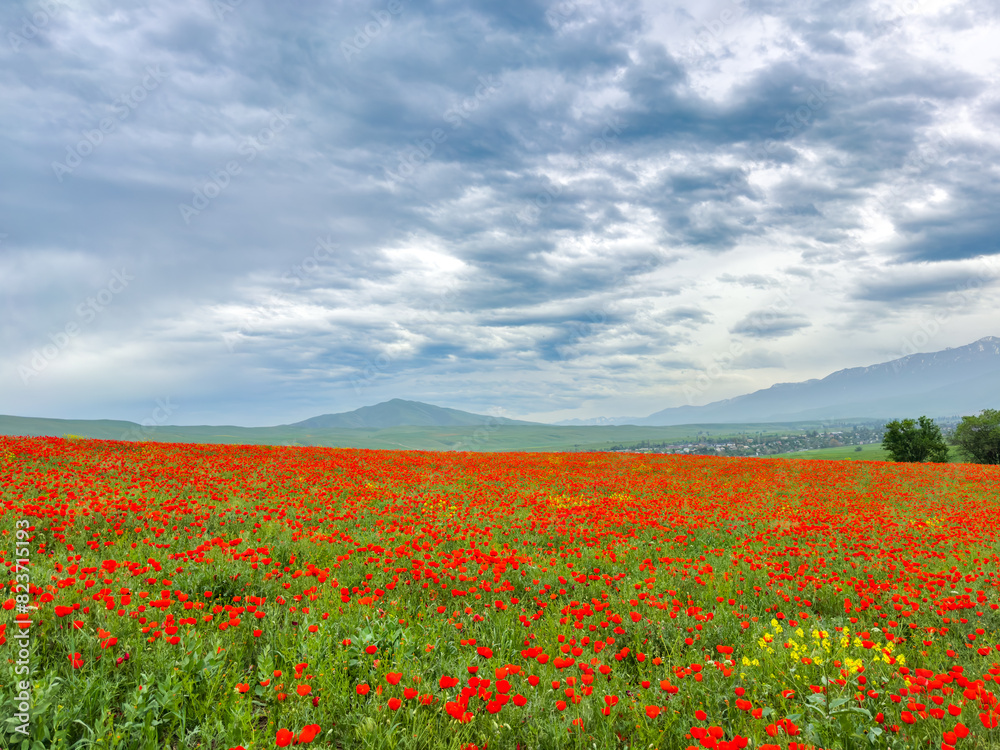 Beautiful flowers of red poppies in the mountains. Spring landscape Beautiful flowers of red poppies in the mountains. Spring landscape