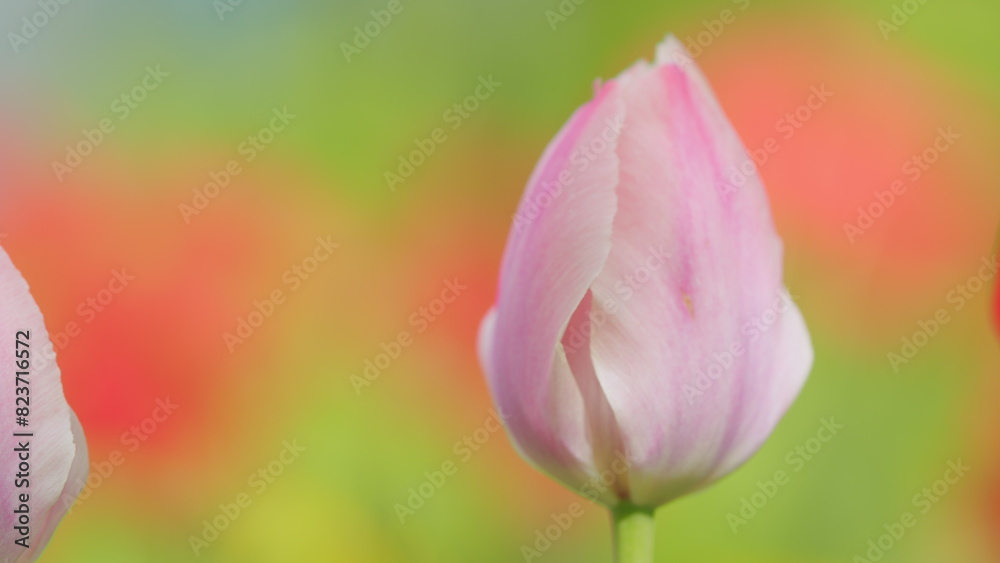 Pink tulips is blooming in garden. Red tulip flowers in greenery. Floral backdrop. Slow motion.