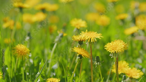 Yellow spring flowers on ground. Yellow dandelion or taraxacum officinale. Slow motion.