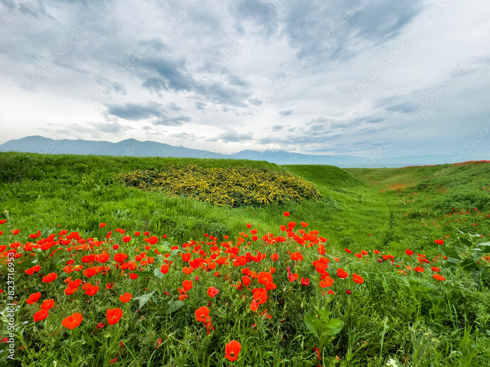 Beautiful flowers of red poppies in the mountains. Spring landscape Beautiful flowers of red poppies in the mountains. Spring landscape
