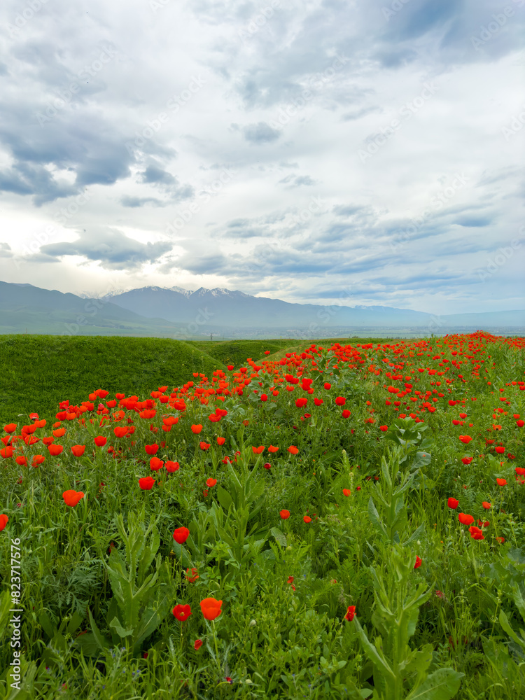 Beautiful flowers of red poppies in the mountains. Spring landscape Beautiful flowers of red poppies in the mountains. Spring landscape