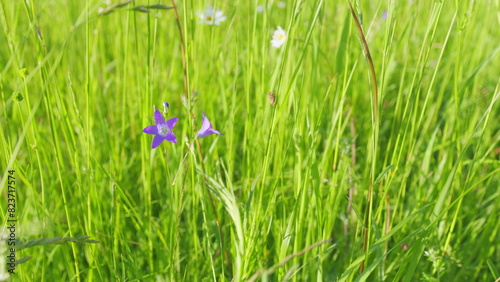 Sunny day in summer meadow with beautiful bluebell flowers. Blooming blue bells are beautiful fragrant flowers. Slow motion.