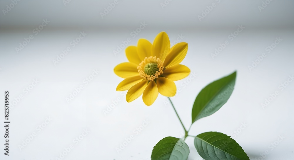 small nondescript yellow flower with green leaves on a white and gray background, wild plant, weed small nondescript yellow flower with green leaves on a white and gray background, wild plant, weed