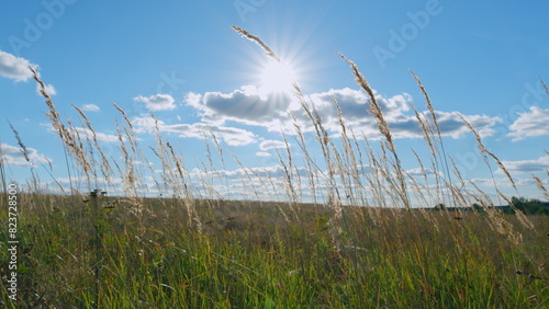 Herb meadow on pond countryside. Reeds sways in wind against backdrop of blue sky. Low angle view.