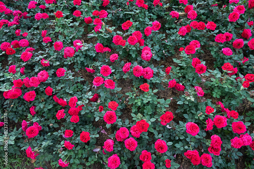 Magenta red roses small bushes in field grown in flower show - floral nature background
